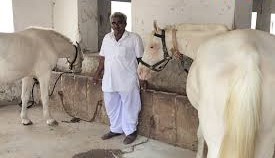 मारवाड़ी नस्ल, शाइनिंग बॉडी, कर्वी पोस्चर, जानिए, 15 करोड़ के ब्रह्मोस घोड़े की क्या-क्या हैं खूबियां