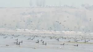ठंड बढ़ते ही विदेशी पक्षियों ने कश्मीर की वुलर झील पर डाला डेरा!
