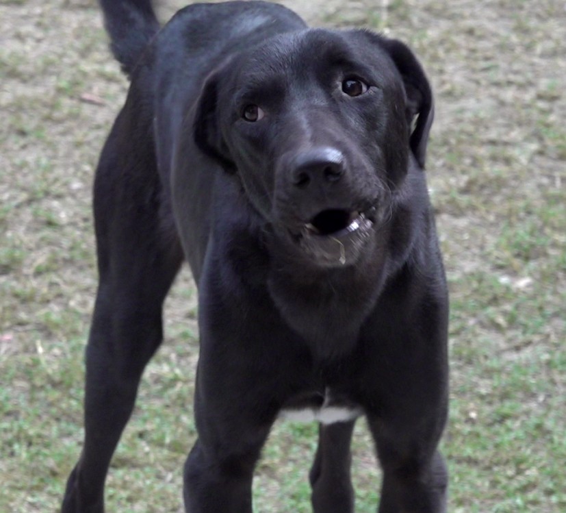 दिल्ली में आवारा कुत्तों को लेकर लोगों में महासंग्राम!