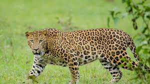 गाजियाबाद से स्कूल में दिखा तेंदुआ, एनाउंस की गई छुट्टी, वन विभाग की टीम तैनात