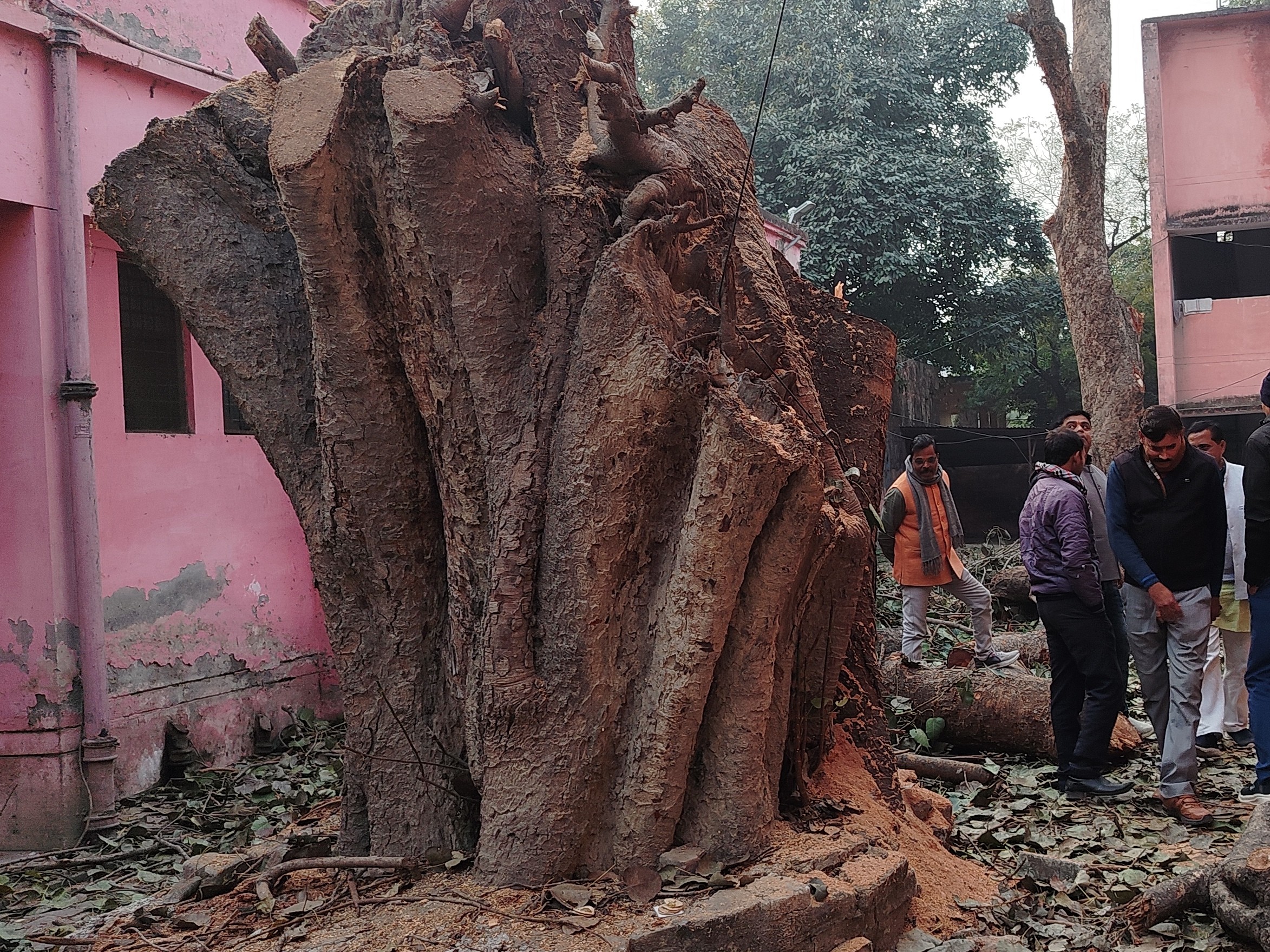 पेड़ों की हो रही लूट सिस्टम मौन जलालपुर क्षेत्र में वन विभाग व किसकी मिलीभगत