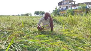 ओलावृष्टि प्रभावित किसानों की फसलों की खरीद नहीं होने पर आक्रोश