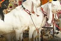 ‘अगर बकरीद में कुर्बानी होती है तो…’, गाय पर सियासत के बीच नीतीश कुमार की पार्टी का बड़ा बयान