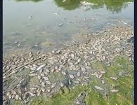 Delhi News: भीषण गर्मी से संजय झील में सैकड़ों मछलियों की मौत, पूरे इलाके में फैली भयंकर बदबू