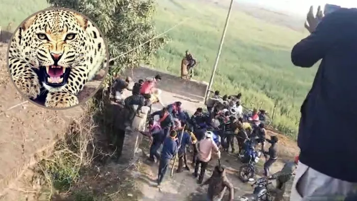 बहराइच में तेंदुए का आतंक, आबादी में घुसकर 8 लोगों पर किया हमला; पकड़ने के लिए पिंजरा तैनात