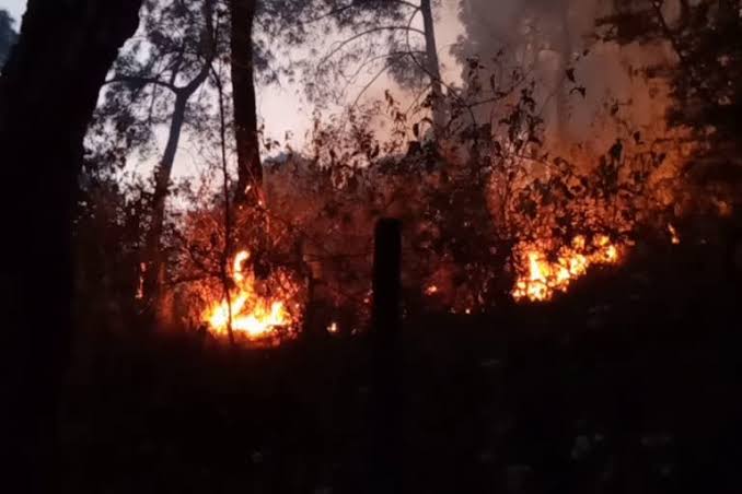 धर्मशाला के जंगलों में आग के 80 मामले, 347 हेक्टेयर वन क्षेत्र साफ, 92 लाख की संपत्ति खाक