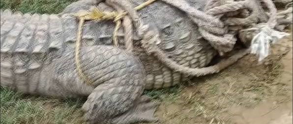 बाथरूम में निकला 7 फीट का मगरमच्छ, मचा हड़कंप