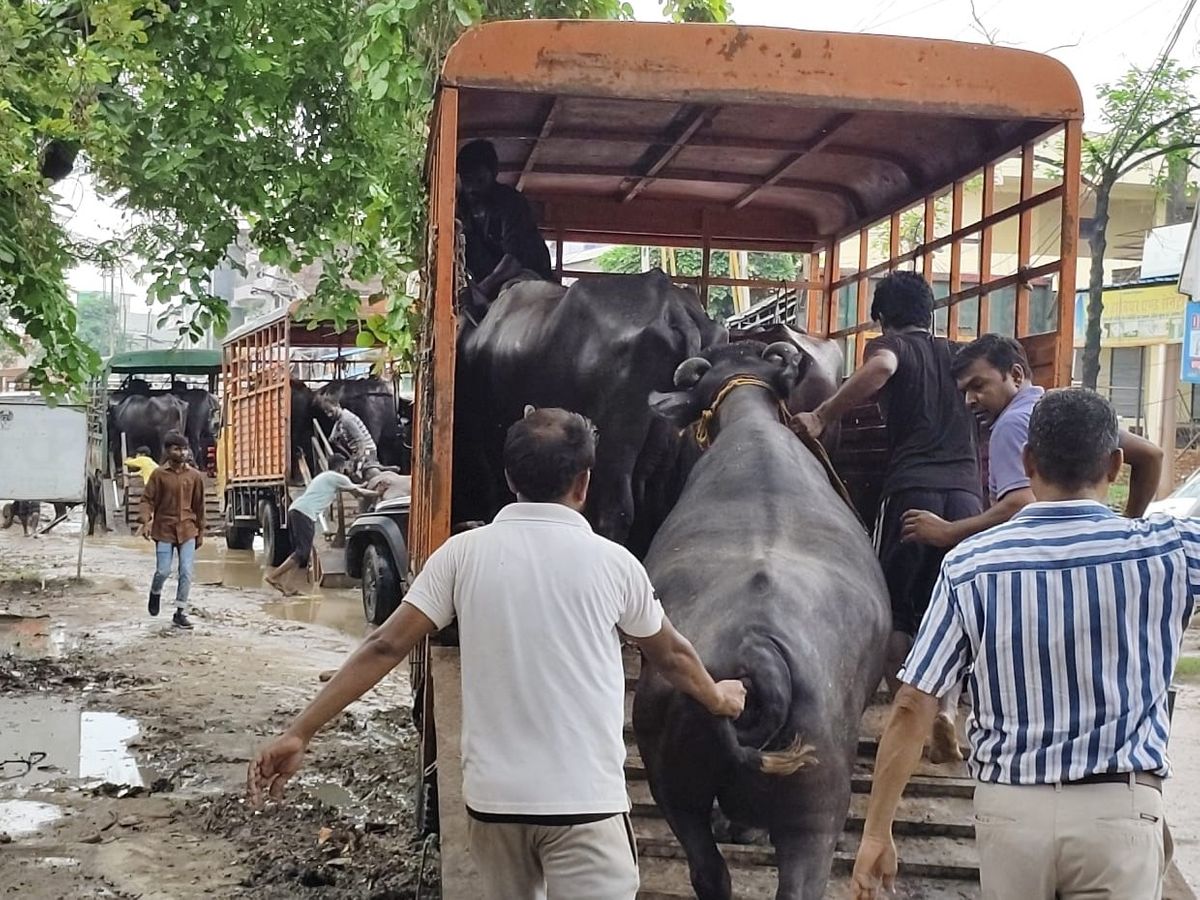 नगर निगम नीलाम करेगा कांजी हाउस में बंद 243 भैंसें; 24 अगस्त को होगी नीलामी, ₹20,500 तय हुआ बेस प्राइस