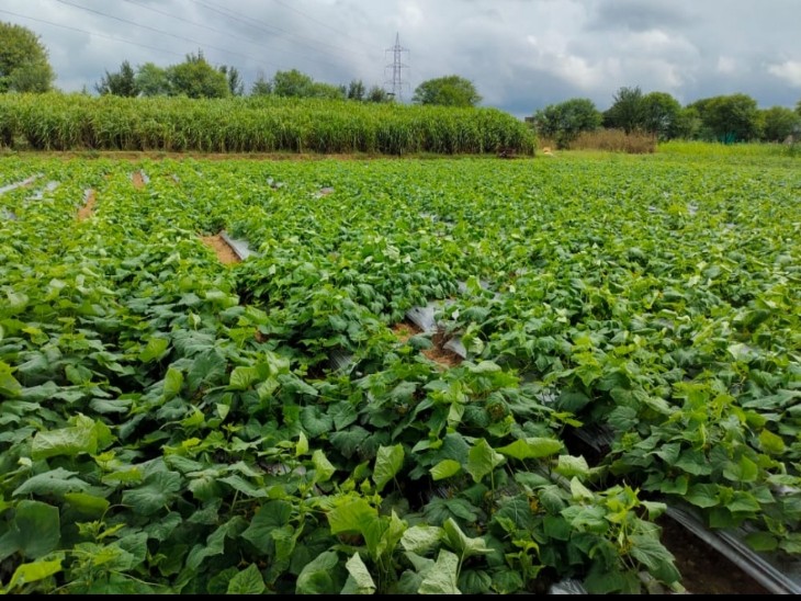 प्रधानमंत्री फसल बीमा योजना में बड़ा घोटाला, किसानों का हक मारकर बीमा कंपनियों को पहुंचाया जा रहा फायदा